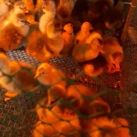 جوجه غاز ۳  روزه تعداد ۷۰ عدد موجود است...