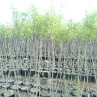 نهال ریشه پرس