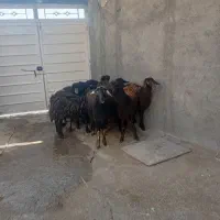 گوسفند|حیوانات مزرعه|قره پشتلو, |دیوار