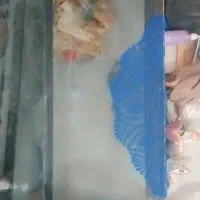 آکواریوم بزرگ سالم|ماهی|گلبهار, شهر جدید گلبهار|دیوار