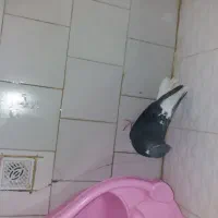 یه عددذیل دم سفیدماده درشت|پرنده|محمدیه-قزوین, |دیوار