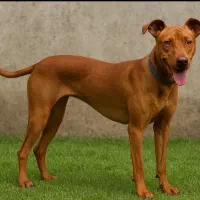 توله پیتبول شکاری ۴ماهه