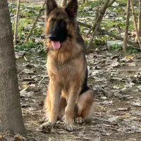 دو قلاده ژرمن شپرد برای فروش با قیمت منصفانه|سگ|رشت, حومه رشت|دیوار