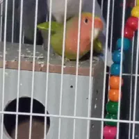 1جفت طوطی برزیلی