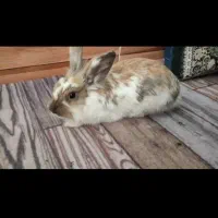 خرگوش لوپ اصیل