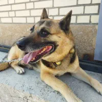 کمک و راهنمایی|فعالیت داوطلبانه|فولادشهر, مسکن مهر فولادشهر|دیوار