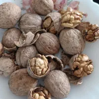 حراج گردوی ناب الشتر لرستان ...|خوردنی و آشامیدنی|قم, عمار یاسر|دیوار