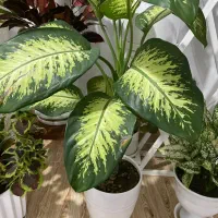 دیفن|گل و گیاه طبیعی|سنندج, |دیوار