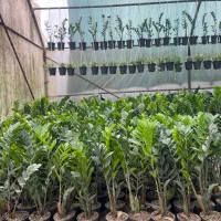 فروش انواع زاموفیلیا آگلونما پتوس فیکوس سایز مختلف