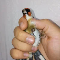 سهره نر چونه سفید باز