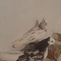 کبوتر|پرنده|گرگان, |دیوار