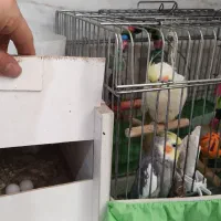 پرنده|پرنده|قم, نیروگاه|دیوار