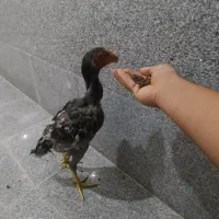 مرغ و خروس لاری|حیوانات مزرعه|بناب, |دیوار