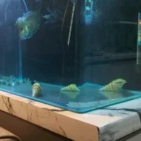 آکواریوم فلاور،سهره قناری طوطی،نقره