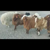 بره سوپرچاق