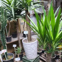 حراج/گیاه آپارتمانی|گل و گیاه طبیعی|مشهد, شهید رضوی|دیوار