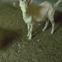 بز غاله نز سانن سالم