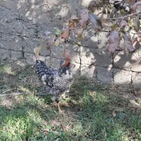 خروس اصل آمروک|حیوانات مزرعه|شاهین دژ, |دیوار