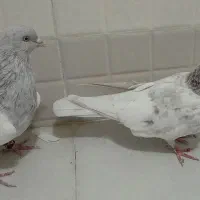 نر و ماده الماسی|پرنده|قم, هفت تیر|دیوار