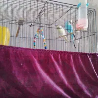 جفت مرغ عشق تخم گذار