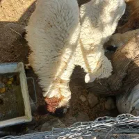 بره|حیوانات مزرعه|چوار, |دیوار