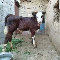 گاو|حیوانات مزرعه|موچش, |دیوار