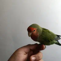 طوطی برزیلی (کوتوله برزیلی) دستی و رام (ماده)