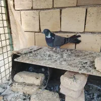 کبوتر پر ماده