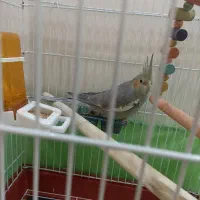 عروس هلندی