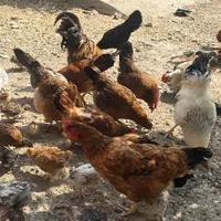 تعدای مرغ و خروس و جوجه