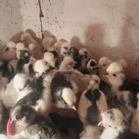 جوجه‌سلطان‌‌و.برهماو.لهستانی‌‌ازیک‌روزه‌تایکماهه