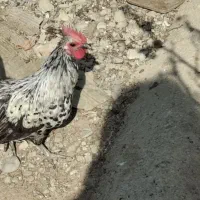 سه عدد خروس مینیاتوری|حیوانات مزرعه|پاکدشت, پاکدشت (مامازند)|دیوار