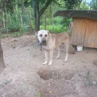 سگ‌سرابی‌سه‌سال