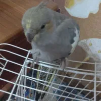 عروس هلندی با قفس