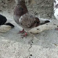 کبوتر سرور
