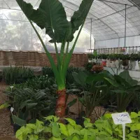 گلباغ نویان فروش انواع گل وگیاه