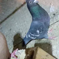 سرک زرد طاووسی طوقی شهری