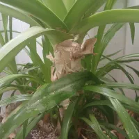 گل سوسن