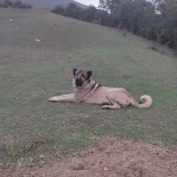 واگذاری سگ سرابی|سگ|توتکابن, |دیوار