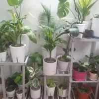 گل و استند