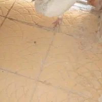 کبوتر|پرنده|مسجد سلیمان, |دیوار