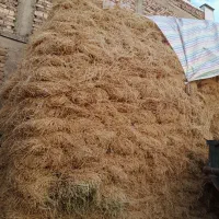 یونجه خالص امسال