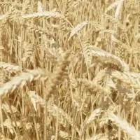 فروش گندم