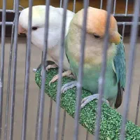 جوجه سرلاکی طوطی برزیلی|پرنده|تهران, تهرانپارس جنوبی|دیوار