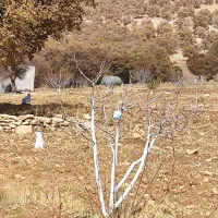 فروش زمین کره‌کان بوان