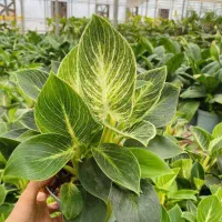 فروش گل آپارتمانی، عمده و جزئی|گل و گیاه طبیعی|ورامین, شهرک ولیعصر|دیوار