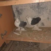 پشتدار کلایی پرپا عروسک