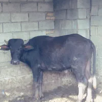 گاومیش نر درجه 1