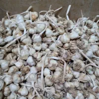 سیر بذری ،سیر تند همدان،قزوین