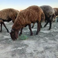 فروش یک راس توقلی حدود ۴۵ کیلو